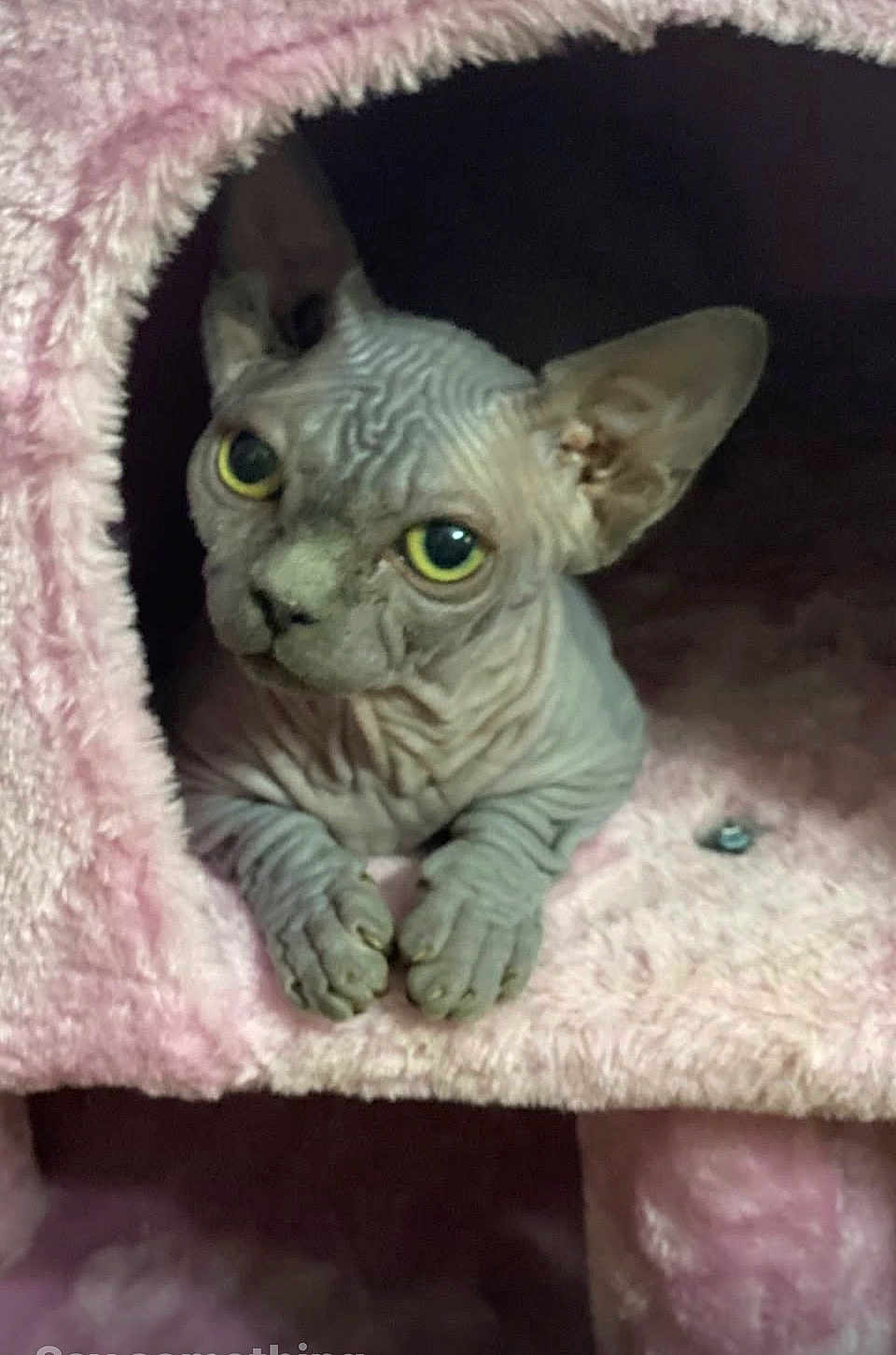 Lillith joined the competition — help win amazing prizes! sphynx_cat, cat, hairless_cat, pet, feline, animal, wrinkled_skin, yellow_eyes, big_eyes, ears, paws, close_up, portrait, cat_house, plush, pink, cozy, indoor, bedding, curious