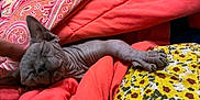 Lillith joined the competition — help win amazing prizes! sphynx_cat, cat, kitten, pet, hairless_cat, blanket, bedding, paw, sleeping, cozy, floral_pattern, yellow_flowers, pink_paisley, orange_blanket, textile, indoor, skin_folds, speaker, human_hand, resting