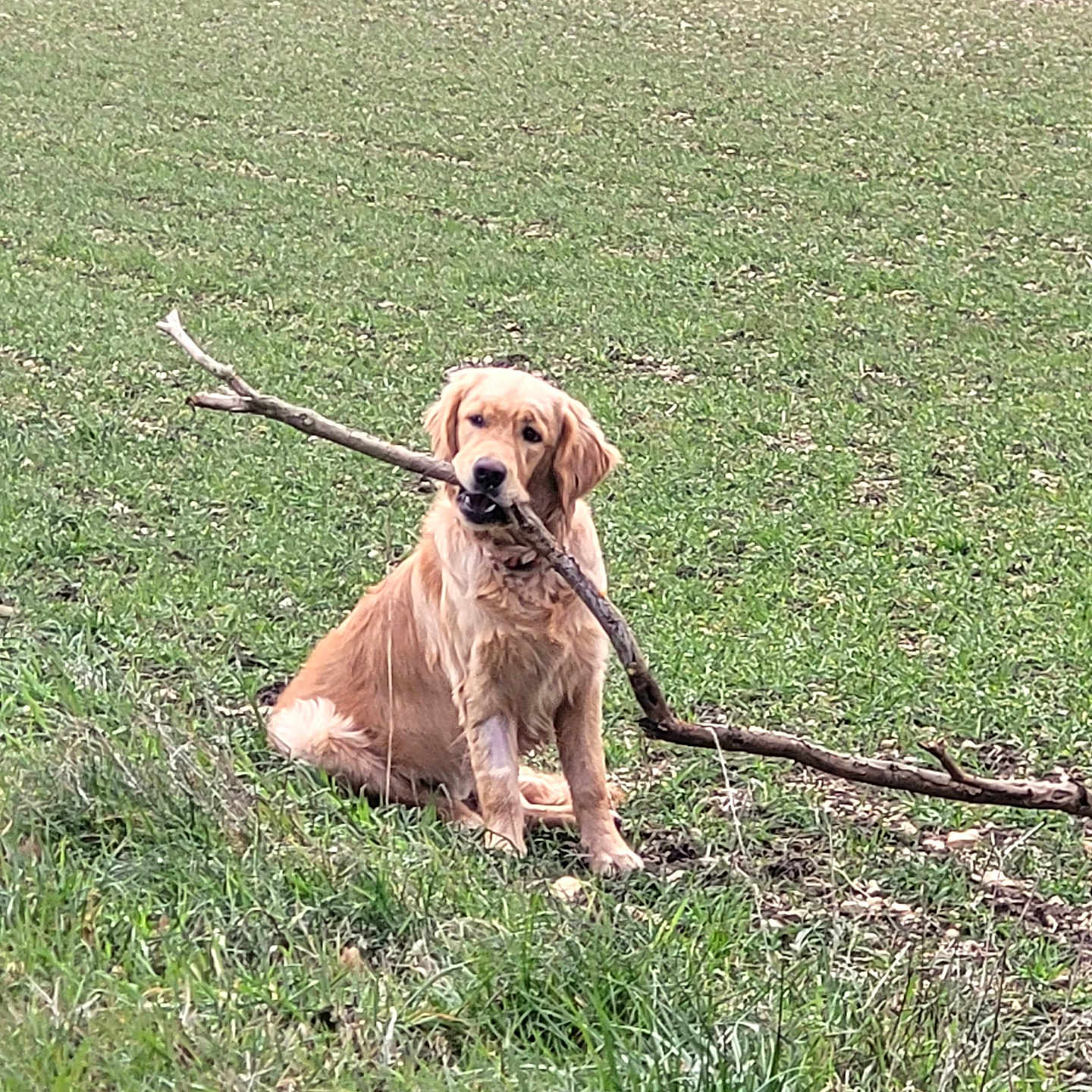 Ayrton a rejoint le concours — aidez-le/la à gagner de superbes lots ! animal, canine, collar, cute, daylight, dog, ears, field, fur, golden_retriever, grass, greenery, landscape, muzzle, nature, outdoor, pet, playful, sitting, stick
