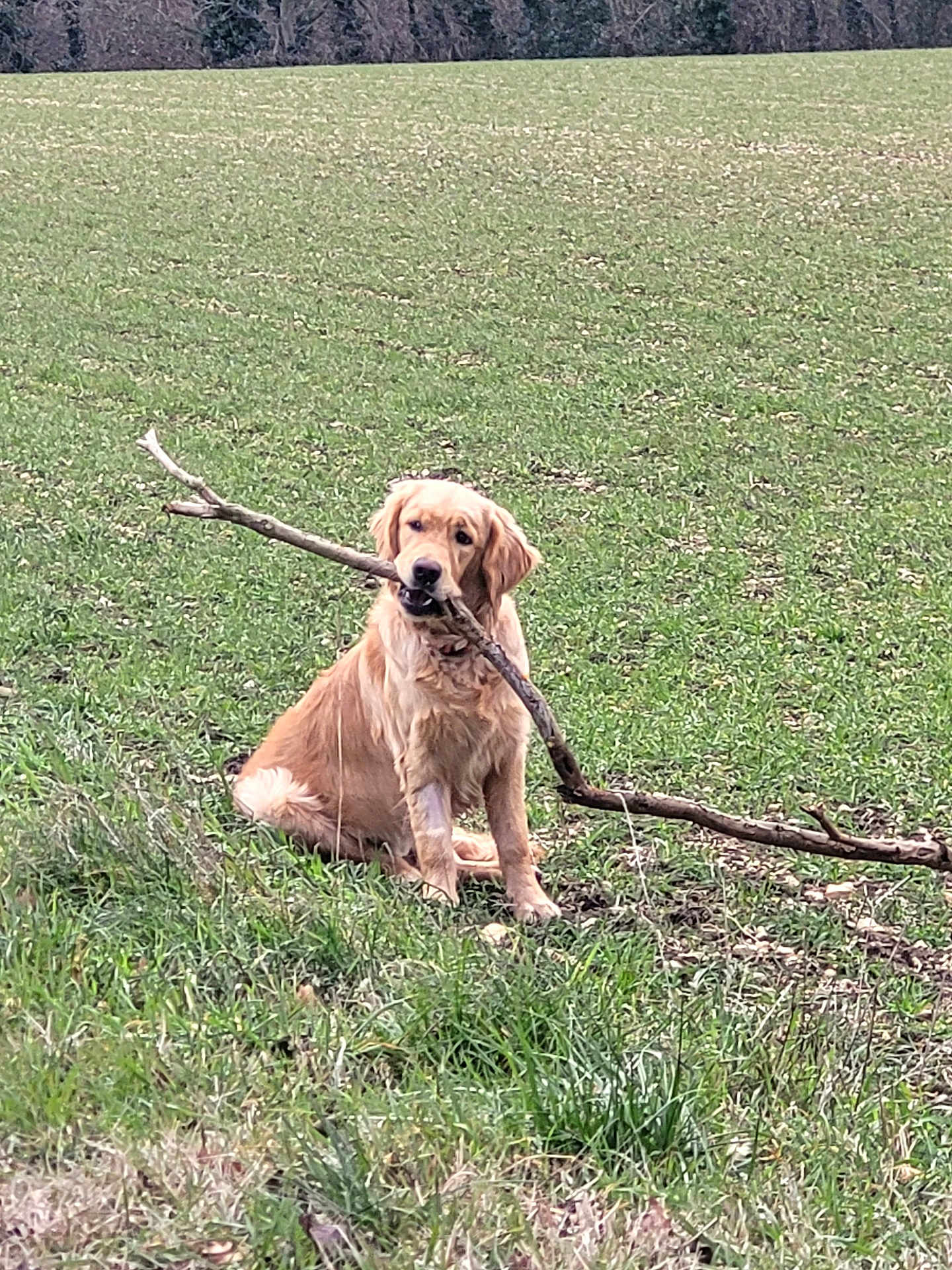 Ayrton a rejoint le concours — aidez-le/la à gagner de superbes lots ! dog, golden_retriever, stick, grass, field, outdoor, animal, pet, nature, canine, playful, sitting, fur, muzzle, ears, collar, daylight, greenery, landscape, cute