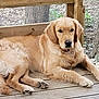 Ayrton participe au concours pour gagner de l'argent avec cette photo : dog, golden_retriever, animal, pet, outdoor, wooden_deck, fence, tree, nature, canine, fur, paw, resting, portrait, looking_at_camera, summer, daylight, domestic_animal, relaxed, companion