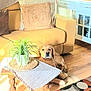 dog, golden_retriever, table, potted_plant, living_room, couch, pillow, wooden_floor, rug, sunlight, home_decor, plant, furniture, interior, cozy, resting_dog, pet, wooden_table, blanket, comfort