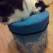 Réglisse participe au concours pour gagner de l'argent avec cette photo : cat, sleeping, black_and_white, feline, indoor, stool, cushion, wooden_floor, resting, pet, animal, cozy, furniture, quiet, relaxation, domestic, cute, soft, calm, peaceful