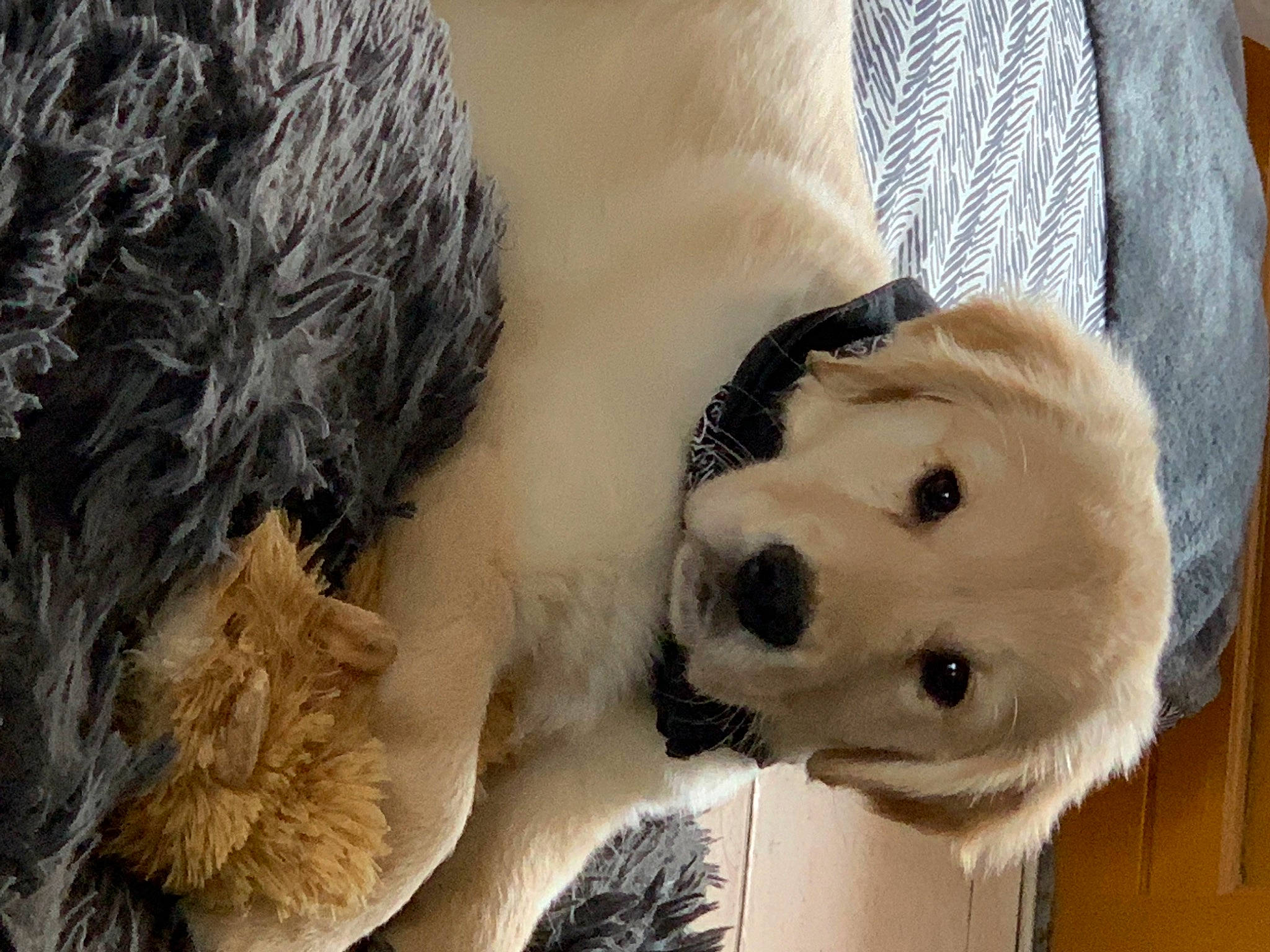 Salko a rejoint le concours — aidez-le/la à gagner de superbes lots ! canidae, carnivore, collar, companion_dog, dog, dog_breed, dog_collar, fawn, fur, fur_clothing, great_pyrenees, livestock_guardian_dog, paw, plant, snout, sporting_group, tree, whiskers, winter, working_animal