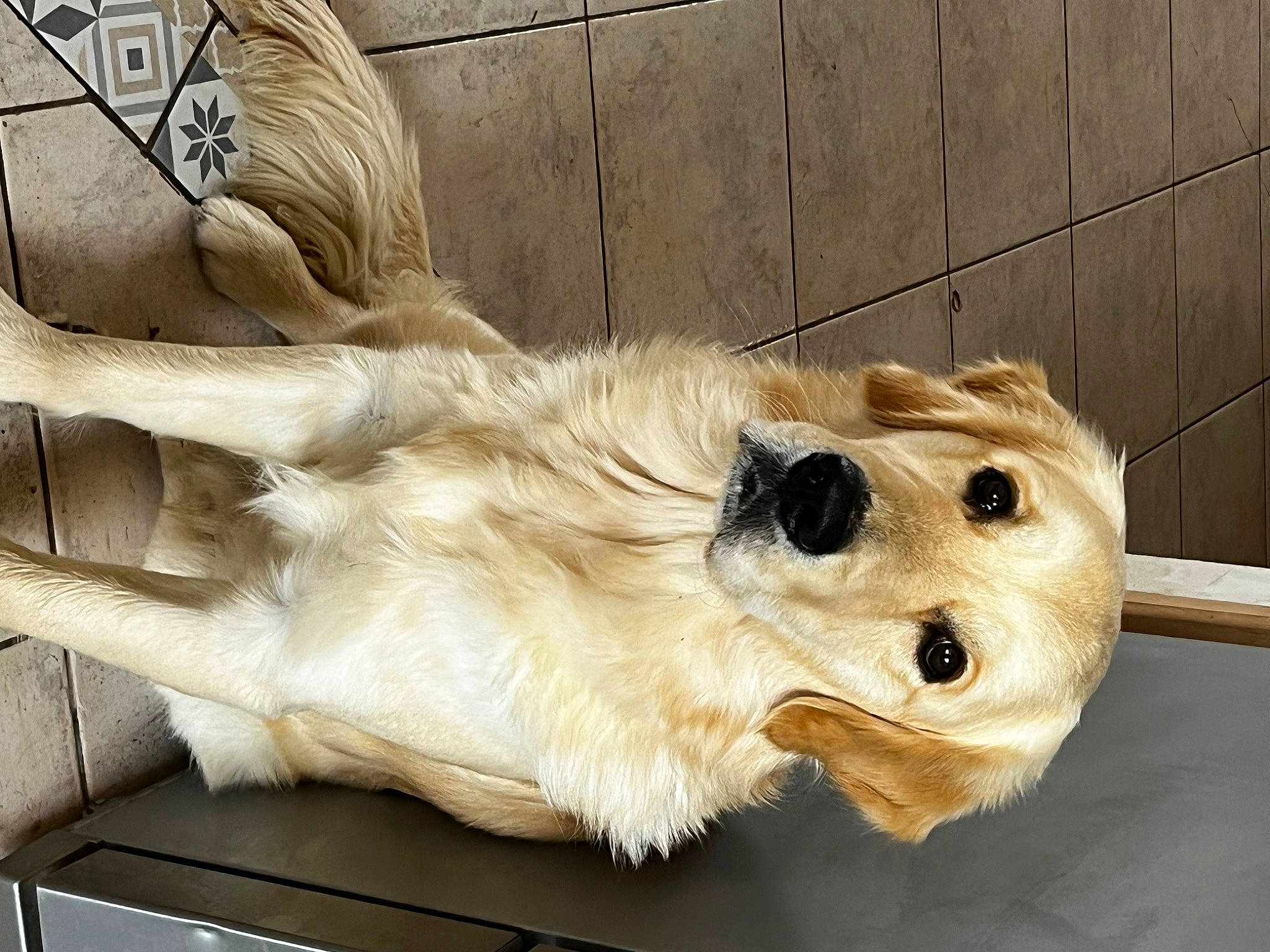 Salko participe au concours pour gagner de l'argent avec cette photo : art, canidae, carnivore, companion_dog, dog, dog_breed, fawn, felidae, fur, paw, retriever, sculpture, snout, sporting_group, tail, terrestrial_animal, toy, whiskers, wood, working_animal