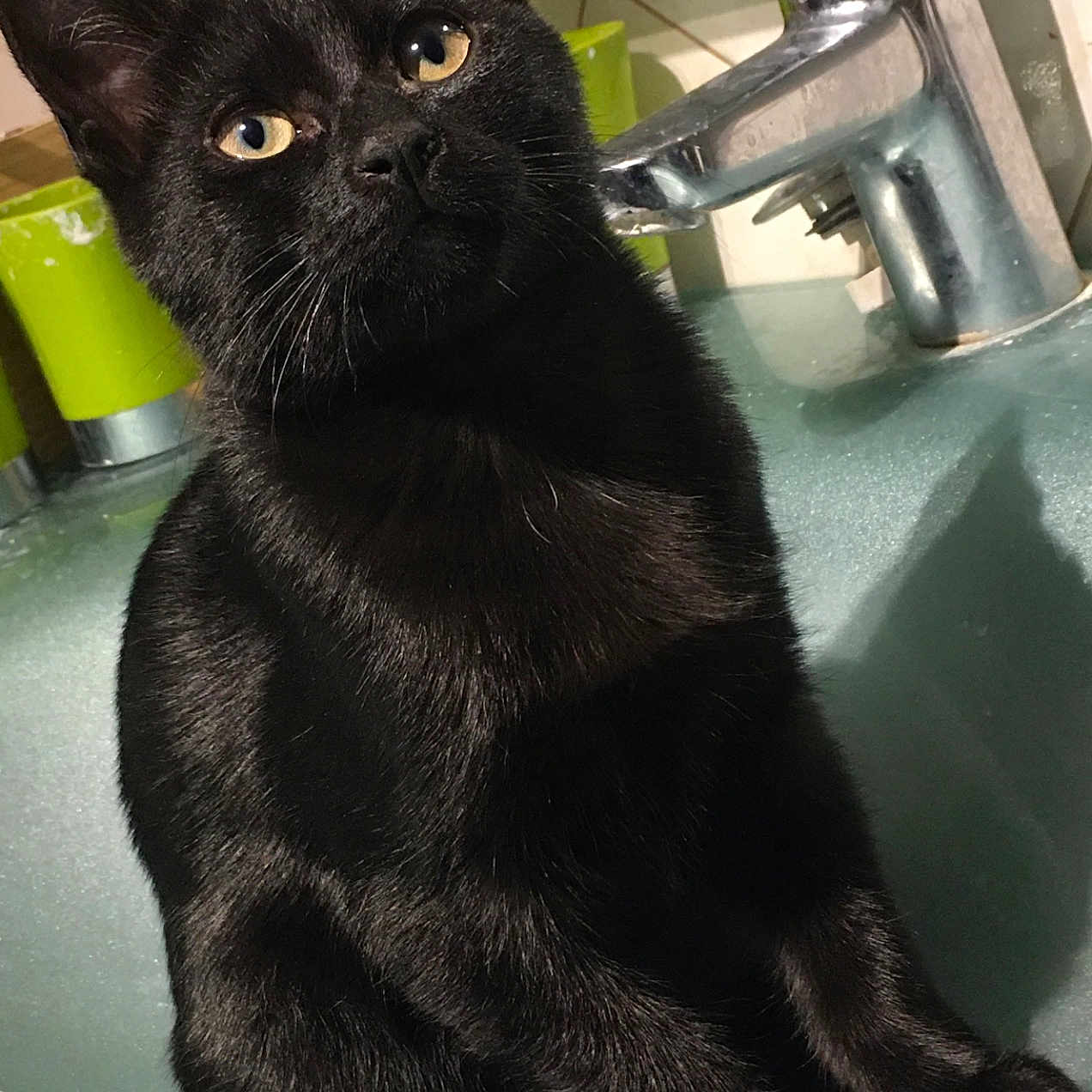 Salem a rejoint le concours — aidez-le/la à gagner de superbes lots ! asian, black_cat, bombay, burmese, carnivore, cat, domestic_short_haired_cat, felidae, german_rex, havana_brown, korat, mammal, small_to_medium_sized_cats, snout, tail, vertebrate, whiskers