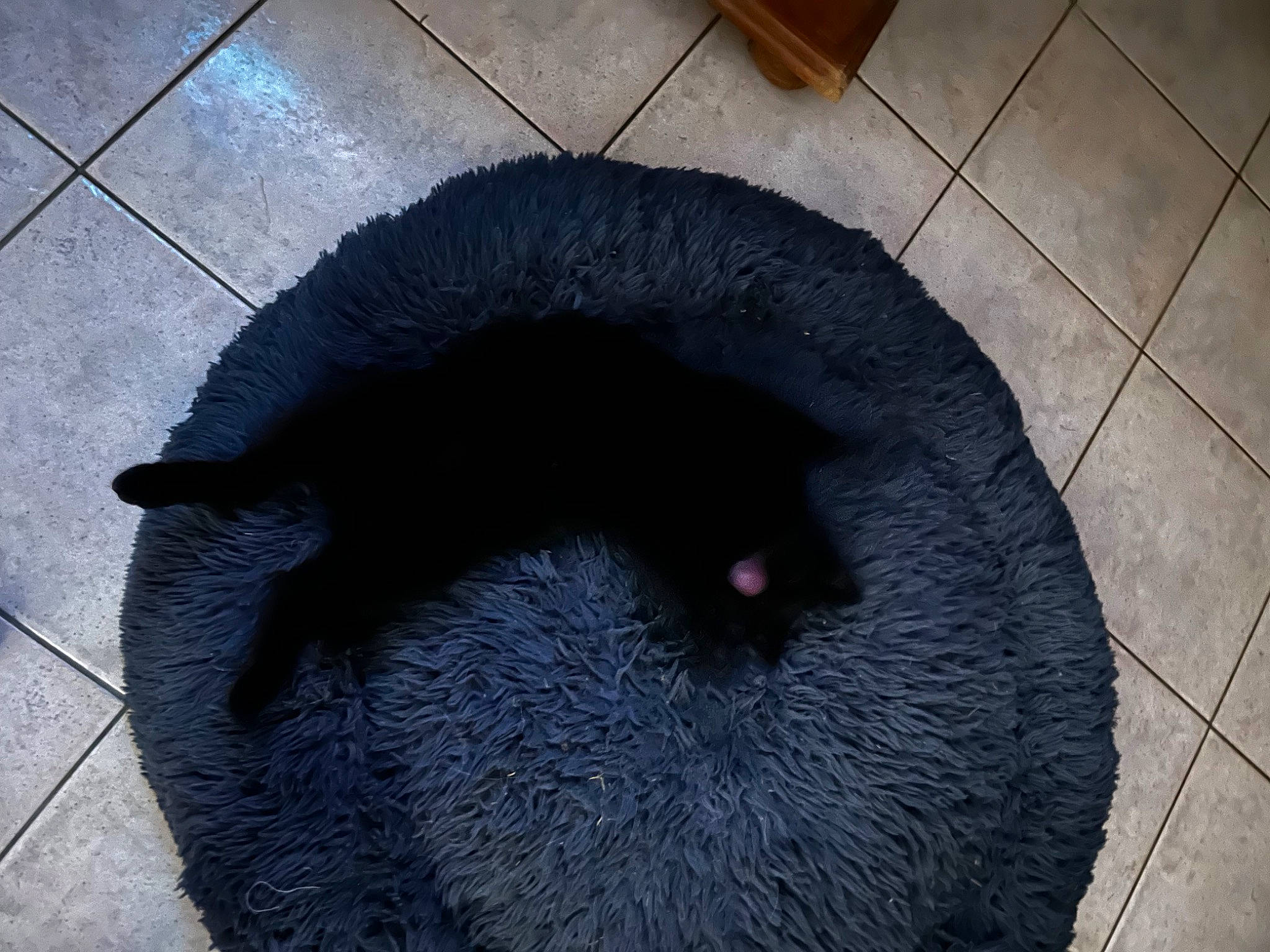 Salem participe au concours pour gagner de l'argent avec cette photo : automotive_tire, black_cat, bombay, canidae, carnivore, claw, dog_breed, eyelash, felidae, flooring, fur, liver, road_surface, small_to_medium_sized_cats, snout, sporting_group, tail, terrestrial_animal, whiskers, working_animal