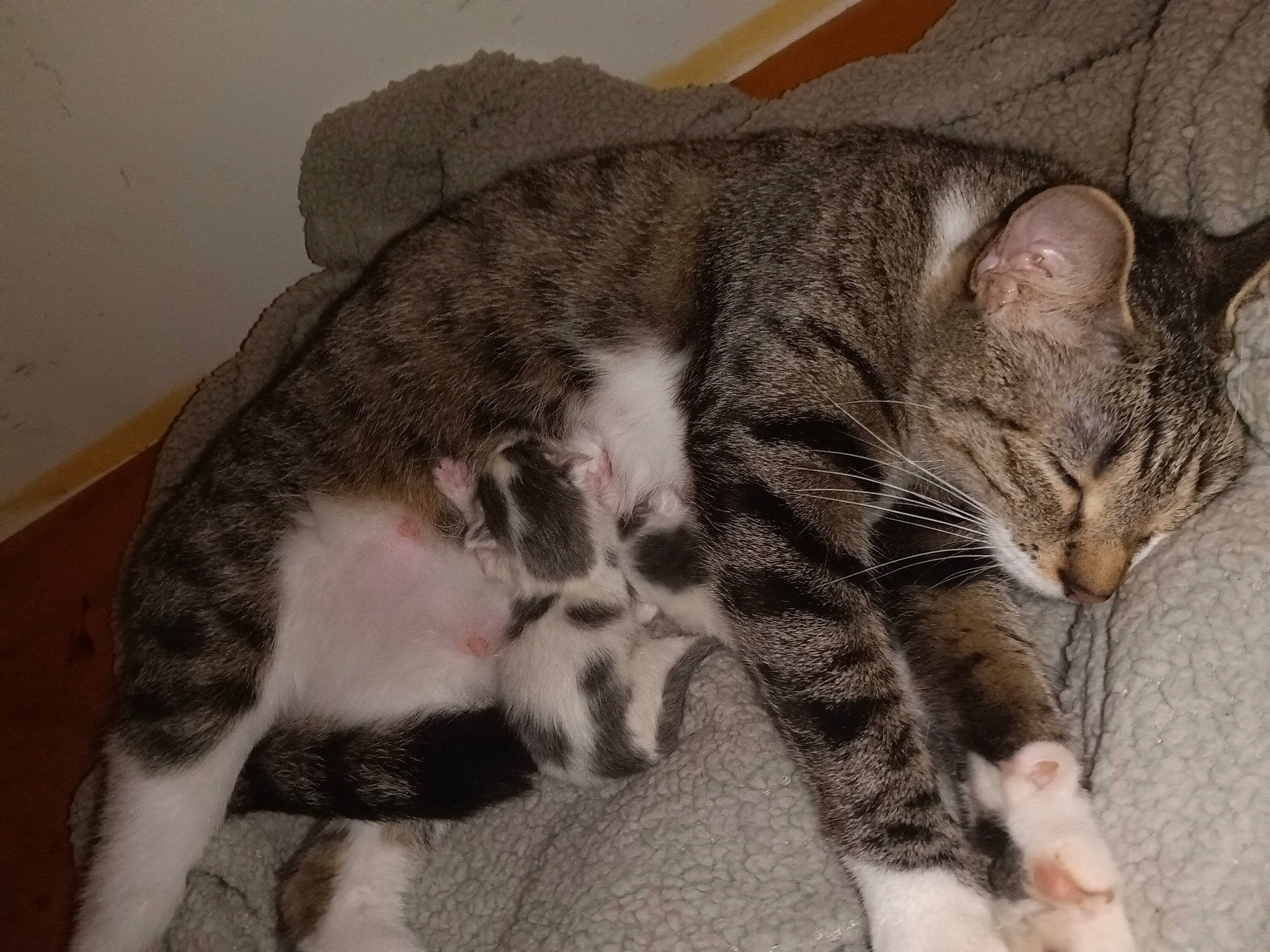 Raelo is registered to the contest to win money with this photo: carnivore, cat, claw, comfort, domestic_short_haired_cat, felidae, fur, mammal, paw, small_to_medium_sized_cats, snout, tail, terrestrial_animal, vertebrate, whiskers