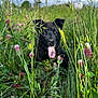 Volt a rejoint le concours — aidez-le/la à gagner de superbes lots ! animal, black_dog, canine, closeup, cloudy_sky, dog, field, flora, grass, greenery, meadow, nature, outdoor, pet, pink_flowers, playful, summer, sunlight, tongue_out, wildflowers