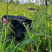 Volt a rejoint le concours — aidez-le/la à gagner de superbes lots ! animal, black_dog, closeup, cloudy, cute, field, flora, grass, greenery, laying_down, meadow, nature, outdoor, pet, playful, puppy, sky, summer, wildflowers, young_dog