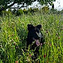 Volt participe au concours pour gagner de l'argent avec cette photo : animal, black_dog, canine, dog, field, grass, greenery, happy, meadow, nature, outdoor, pet, plants, playful, relaxing, summer, sunlight, tongue_out, tree, wildflowers