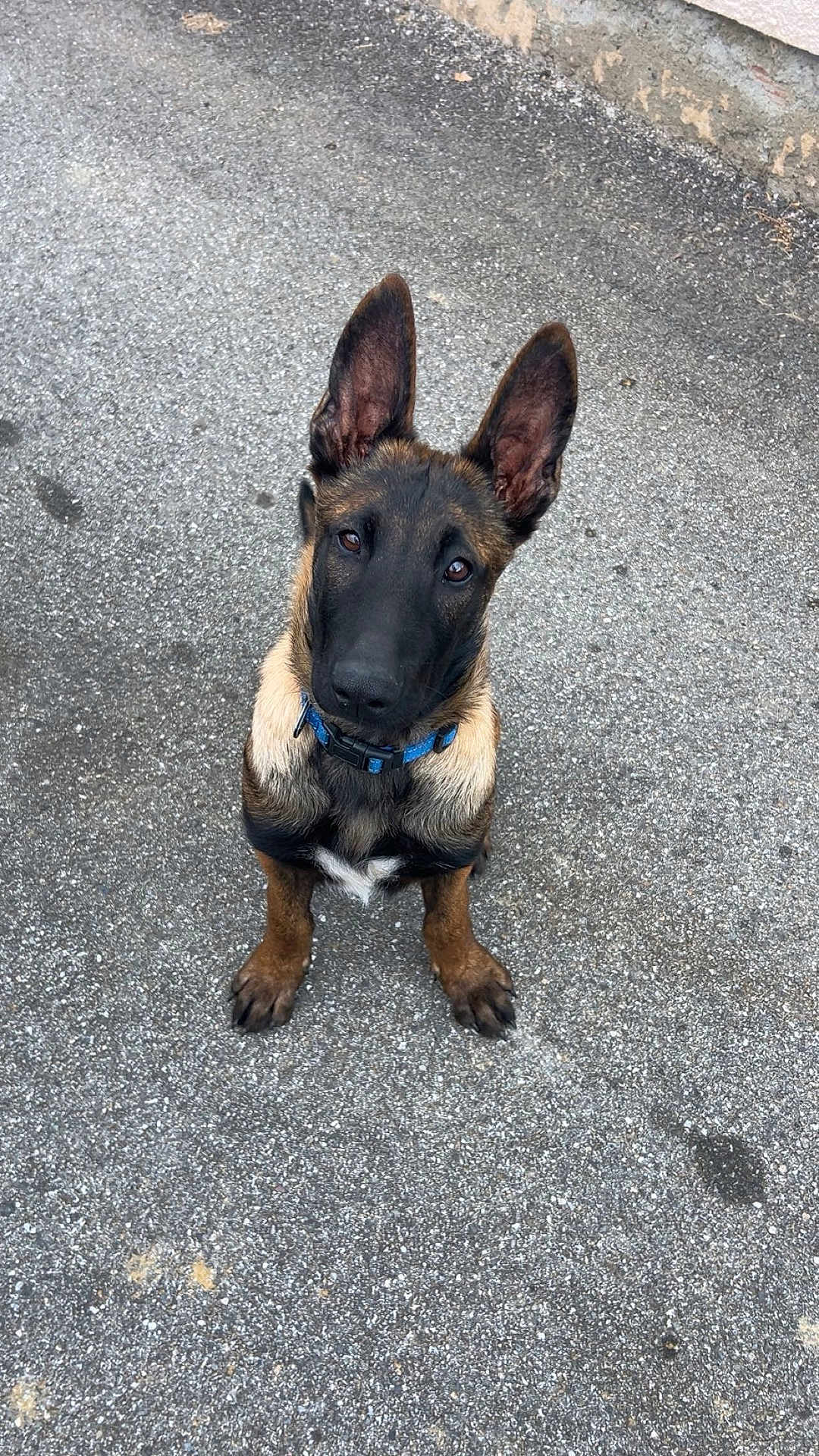 Ades a rejoint le concours — aidez-le/la à gagner de superbes lots ! alert, animal, asphalt, attention, black, brown, canine, collar, cute, dog, ears, fur, ground, looking_up, outdoor, pet, puppy, sidewalk, sitting, young