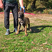 Ades participe au concours pour gagner de l'argent avec cette photo : alert, autumn, belgian_malinois, casual_clothing, collar, daylight, dog, footwear, grass, leaves, man, nature, outdoor, person, pet_training, puppy, shadow, standing, sunny, trees