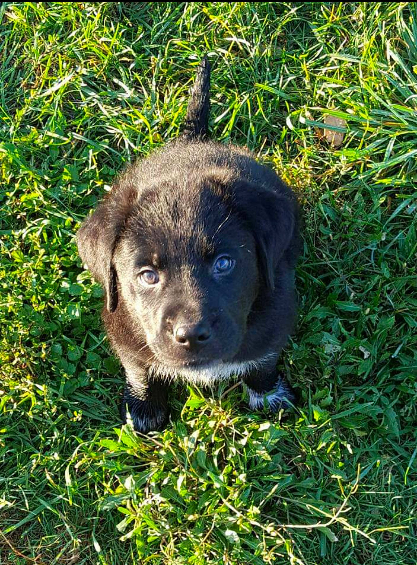 Jack Black is registered to the contest to win money with this photo: borador, canidae, carnivore, companion_dog, dog, dog_breed, eye, fawn, fur, grass, grassland, groundcover, liver, plant, snout, soil, sporting_group, terrestrial_animal, whiskers, working_animal