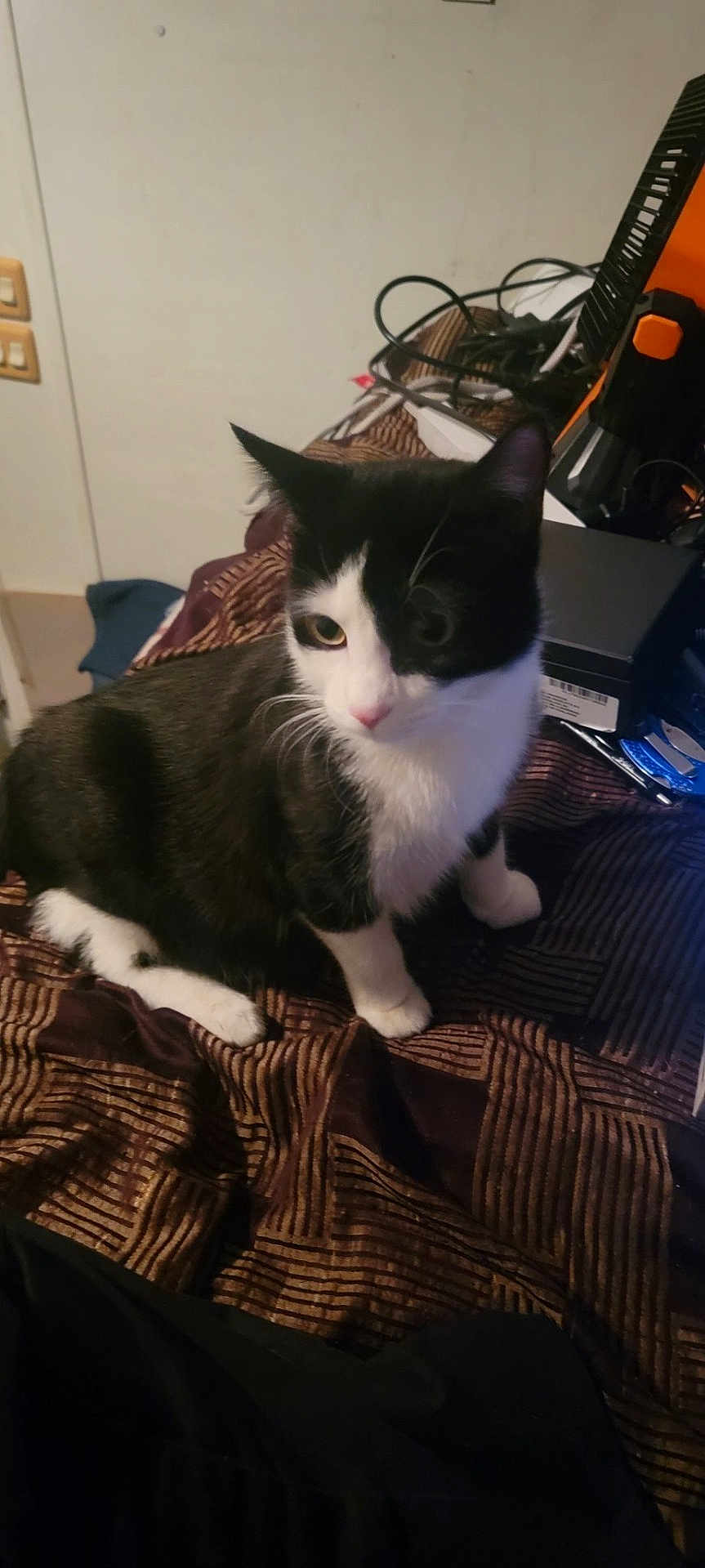 Tux joined the competition — help win amazing prizes! cat, black_and_white, pet, indoor, bedspread, patterned, electronics, cables, curious, feline, animal, whiskers, ears, paws, domestic, resting, looking_away, fur, cute, companion