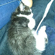 Tux joined the competition — help win amazing prizes! kitten, black_and_white, sleeping, blanket, foot, jeans, human_leg, cozy, resting, pet, feline, fur, paw, indoor, closeup, cute, domestic_animal, animal, companion, nap