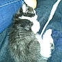 kitten, black_and_white, sleeping, blanket, foot, jeans, human_leg, cozy, resting, pet, feline, fur, paw, indoor, closeup, cute, domestic_animal, animal, companion, nap