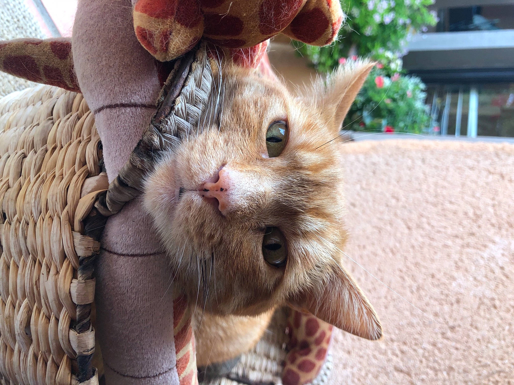 Tony a rejoint le concours — aidez-le/la à gagner de superbes lots ! canidae, carnivore, cat, claw, domestic_short_haired_cat, fawn, felidae, fur, grass, paw, plant, small_to_medium_sized_cats, snout, terrestrial_animal, tree, whiskers, wildlife