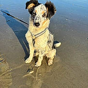 Uma participe au concours pour gagner de l'argent avec cette photo : accessories, animal, beach, canine, coast, dog, face, head, nature, outdoors, person, pet, photography, puppy, sea, shoreline, sky, spear, water, weapon