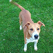 Pogo a rejoint le concours — aidez-le/la à gagner de superbes lots ! accessories, animal, beagle, boxer, bulldog, canine, dog, field, grass, grassland, hound, lawn, leash, nature, outdoors, pet, pitbull, plant, puppy, strap