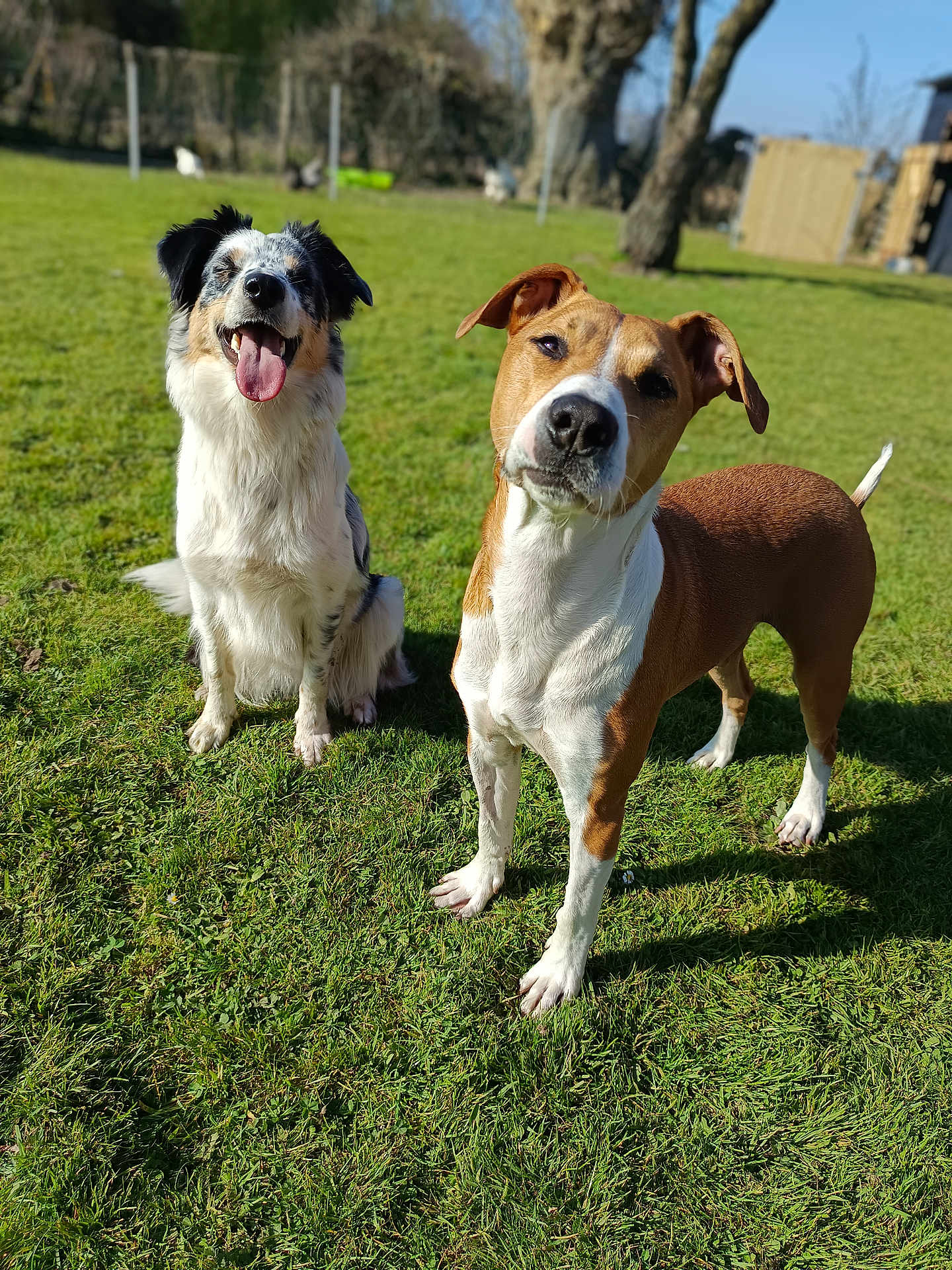 Pogo Et Uma a rejoint le concours — aidez-le/la à gagner de superbes lots ! dog, grass, outdoor, sunny, pet, animal, canine, happy, playful, nature, friendship, tongue_out, head_tilt, daylight, two_animals, fur, ears, tail, muzzle, companion