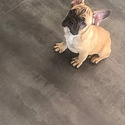 Pablo participe au concours pour gagner de l'argent avec cette photo : bulldog, canidae, carnivore, companion_dog, dog, dog_breed, fawn, french_bulldog, mammal, non_sporting_group, snout, toy_bulldog, vertebrate, whiskers