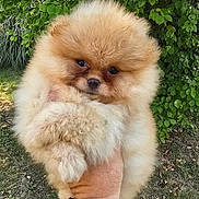 Abby participe au concours pour gagner de l'argent avec cette photo : dog, puppy, pomeranian, fluffy, fur, pet, cute, animal, outdoor, greenery, leaves, grass, hand, tattoo, bracelet, nature, portrait, small, adorable, holding
