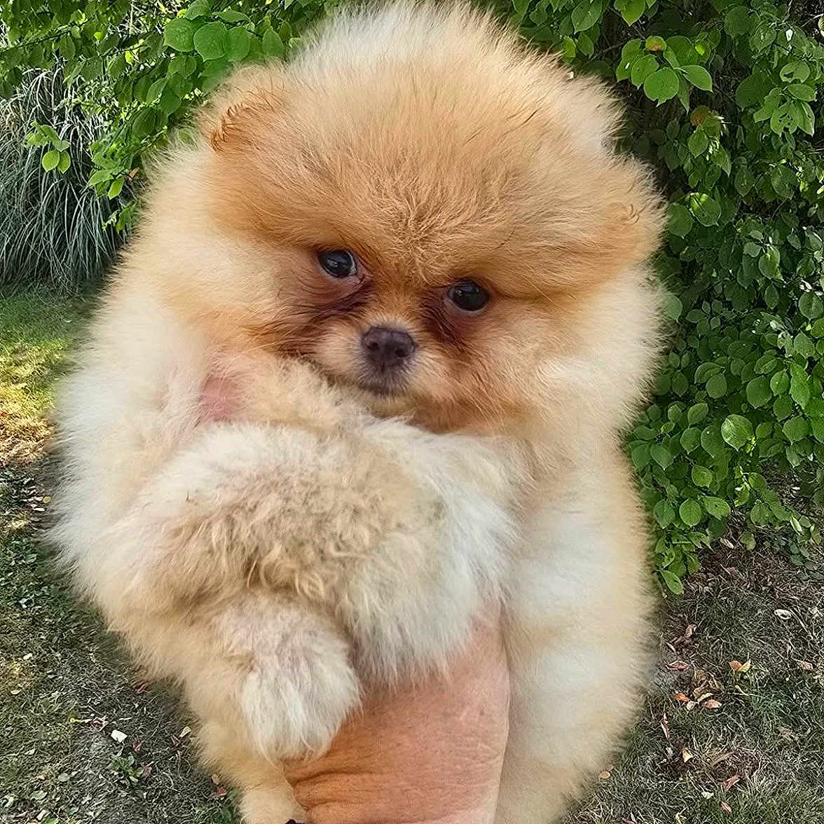 Abby participe au concours pour gagner de l'argent avec cette photo : adorable, animal, bracelet, cute, dog, fluffy, fur, grass, greenery, hand, holding, leaves, nature, outdoor, pet, pomeranian, portrait, puppy, small, tattoo