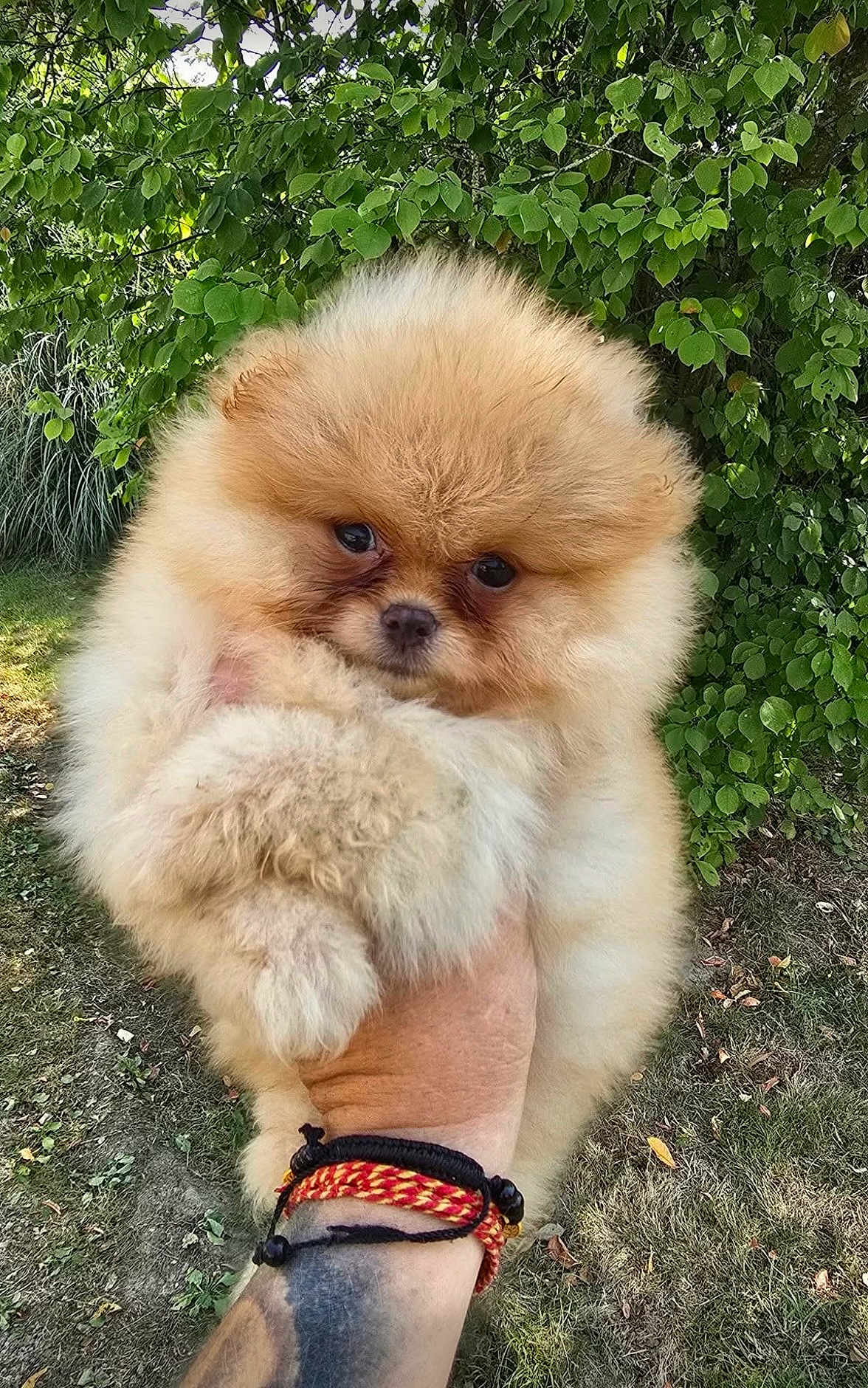 Abby participe au concours pour gagner de l'argent avec cette photo : dog, puppy, pomeranian, fluffy, fur, pet, cute, animal, outdoor, greenery, leaves, grass, hand, tattoo, bracelet, nature, portrait, small, adorable, holding