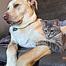 dog, cat, couch, living_room, pet, animal, feline, canine, relaxing, indoor, fur, paw, friendship, companions, domestic, cute, resting, cozy, home, animal_portrait