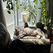 Sky joined the competition — help win amazing prizes! cat, sleeping, table, plants, indoor, sunlight, gray_tabby, window, lamp, hanging_plants, potted_plants, chair, couch, shade, relaxing, cozy, home, furniture, nature, peaceful