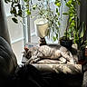 cat, sleeping, table, plants, indoor, sunlight, gray_tabby, window, lamp, hanging_plants, potted_plants, chair, couch, shade, relaxing, cozy, home, furniture, nature, peaceful
