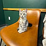 cat, kitten, tabby, chair, leather_chair, indoor, pet, animal, feline, green_wall, brown, sitting, cute, fur, whiskers, ears, eyes, floor, calm, domestic