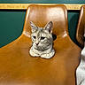 cat, chair, leather, brown, green_wall, wooden_strip, optical_illusion, pet, feline, indoor, animal, cute, cozy, seat, fur, ears, whiskers, paws, sitting, closeup