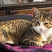 Lilo joined the competition — help win amazing prizes! animal, blanket, cat, closeup, comfort, cute, domestic, ears, feline, fur, furniture, homedecor, indoor, pet, purple_blanket, relaxed, resting, tabby_cat, whiskers, wooden_cabinet