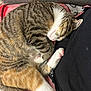 Lilo is registered to the contest to win money with this photo: animal, black_shirt, blanket, cat, closeup, cozy, cute, fur, indoors, lap, paw, person, pet, pink_paw_pads, relaxed, resting, sleeping, striped, tabby, text