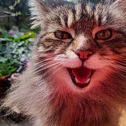 Bonnie is registered to the contest to win money with this photo: animal, blurred_background, cat, close_up, curious, cute, daylight, face, feline, fluffy, fur, garden, greenery, mouth_open, nature, outdoor, pet, portrait, tabby, whiskers