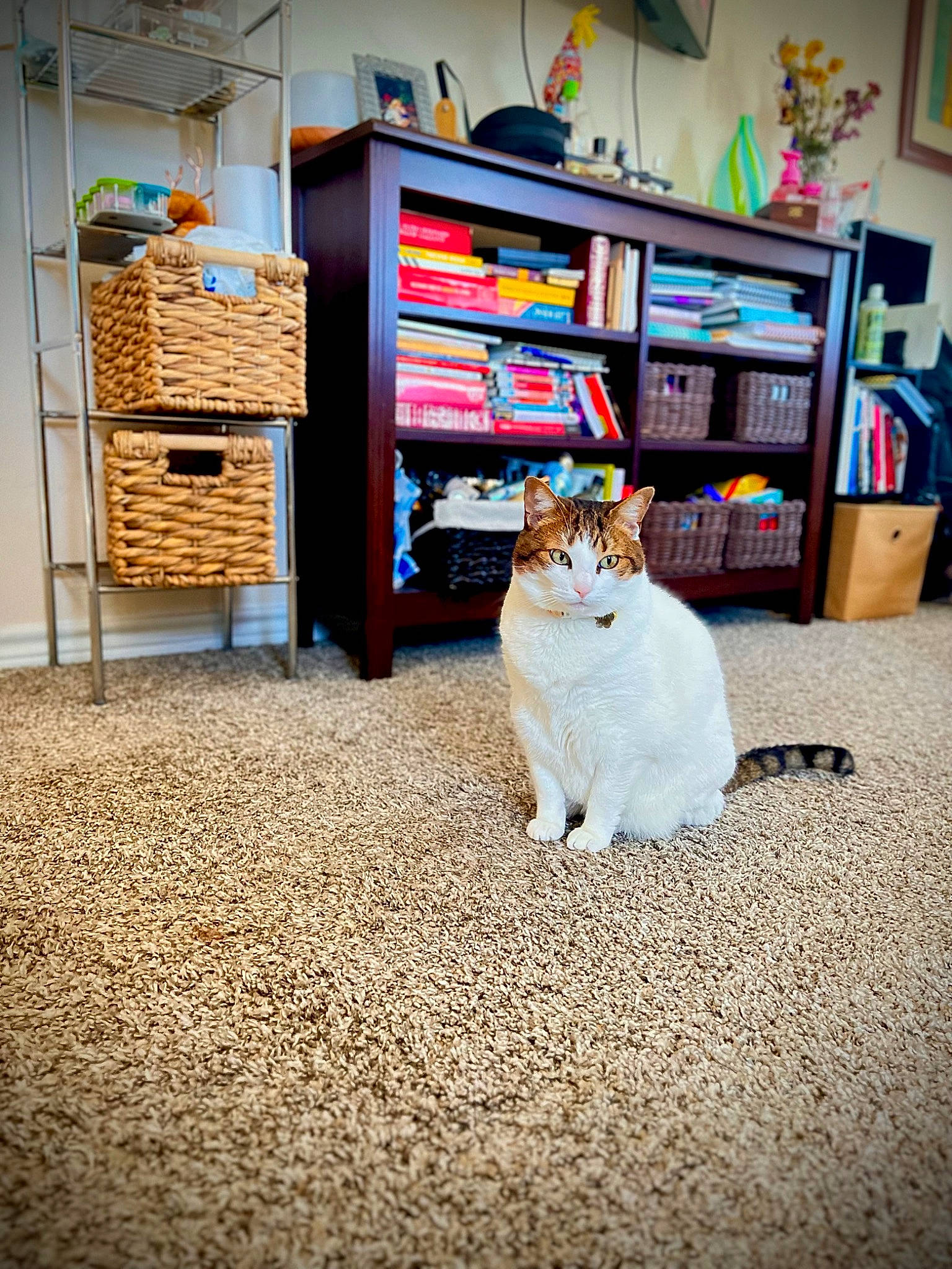 Kiki is registered to the contest to win money with this photo: bookcase, carnivore, carpet, cat, domestic_short_haired_cat, felidae, floor, flooring, fur, hardwood, picture_frame, room, shelf, shelving, sitting, small_to_medium_sized_cats, tail, television, whiskers, wood
