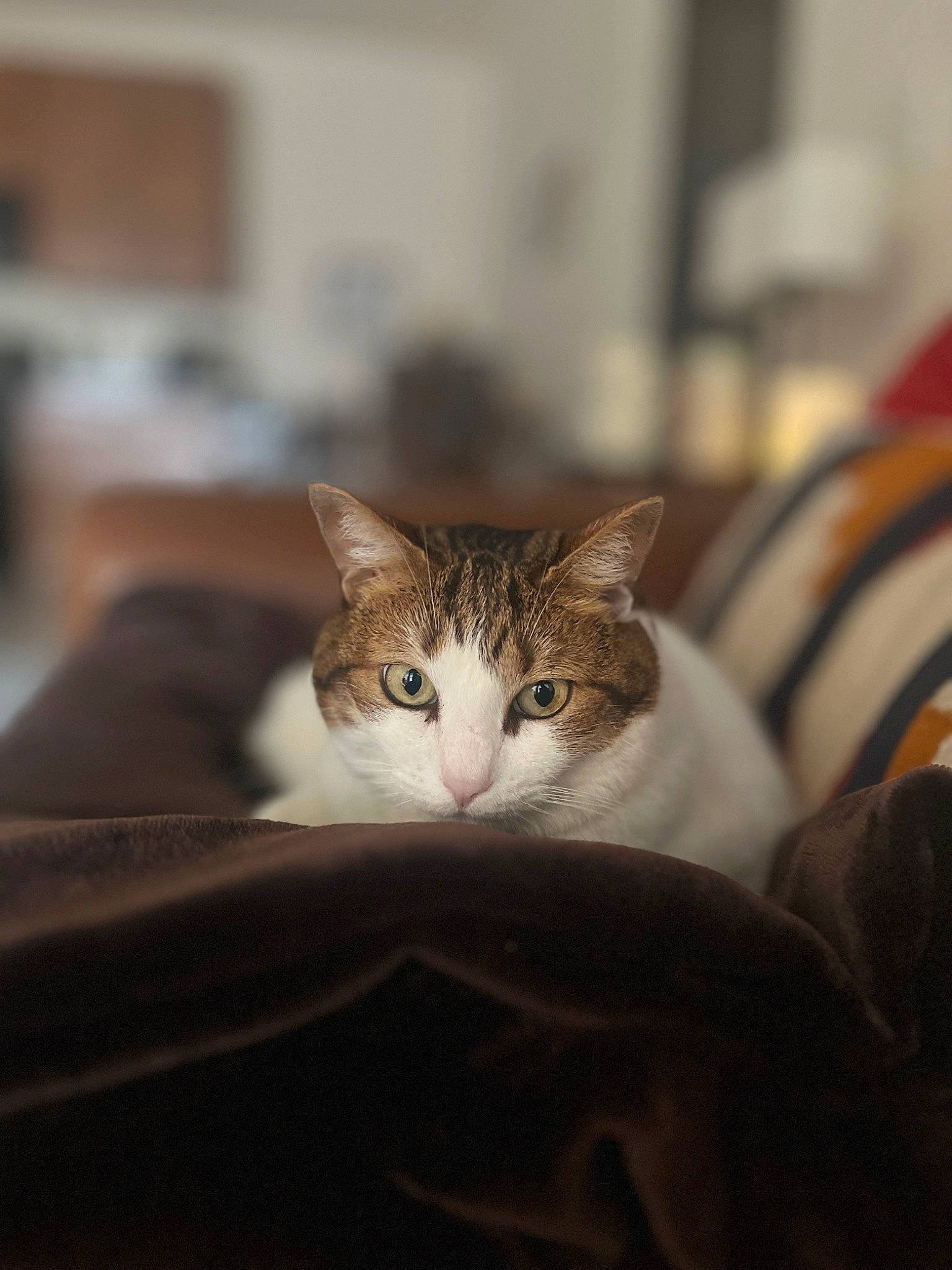 Kiki is registered to the contest to win money with this photo: carnivore, cat, comfort, domestic_short_haired_cat, fawn, felidae, fur, room, small_to_medium_sized_cats, snout, tree, whiskers, wood