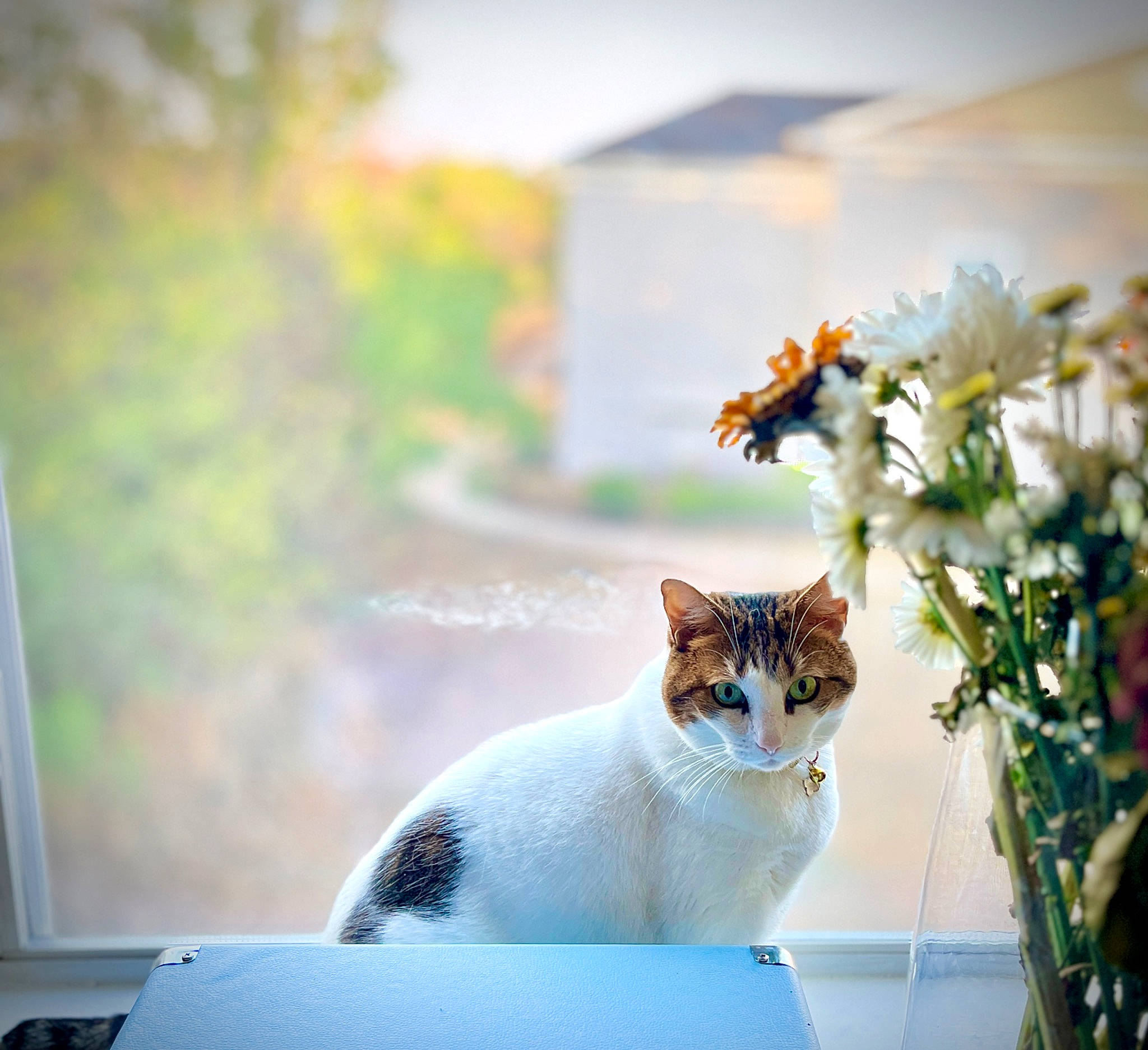 Kiki is registered to the contest to win money with this photo: carnivore, cat, domestic_short_haired_cat, fawn, felidae, floral_design, flower, flower_arranging, fur, grass, leaf, petal, plant, pollinator, small_to_medium_sized_cats, sunlight, tail, whiskers, window, wood
