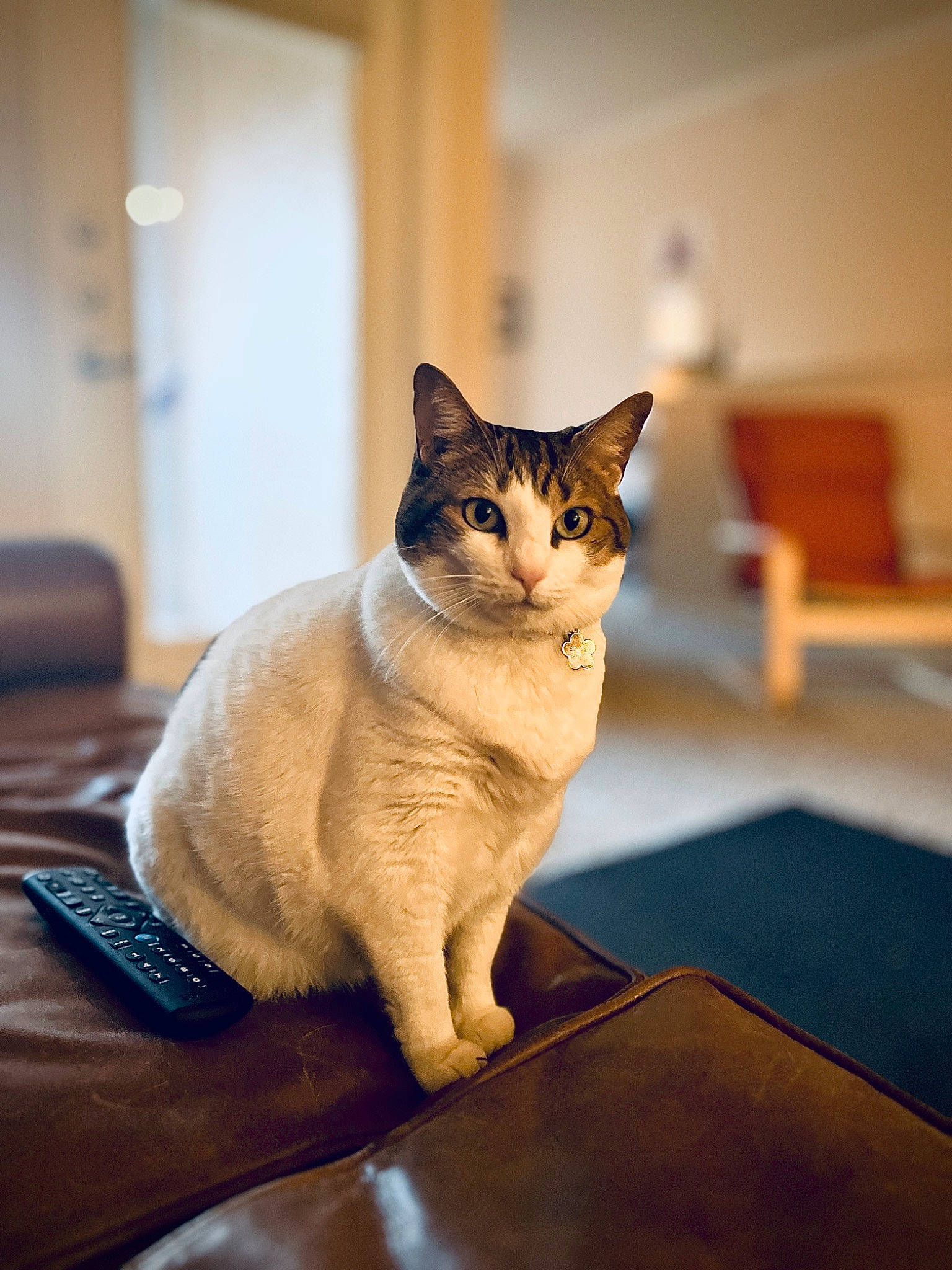 Kiki joined the competition — help win amazing prizes! carnivore, cat, cat_supply, comfort, domestic_short_haired_cat, fawn, felidae, flooring, fur, hardwood, paw, pet_supply, room, sitting, small_to_medium_sized_cats, snout, table, tail, whiskers, wood