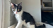 Rodeo is registered to the contest to win money with this photo: cat, kitten, black_and_white, tuxedo_cat, animal, pet, sitting, indoors, window, sunlight, whiskers, yellow_eyes, pink_nose, fur, cat_bed, closet, home, portrait, cute, awake