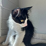 Rodeo is registered to the contest to win money with this photo: cat, kitten, black_and_white, tuxedo_cat, fluffy, longhaired, feline, whiskers, yellow_eyes, pink_nose, pointed_ears, sitting, tail, indoor, portrait, pet, animal, cushion, brick_wall, natural_light