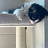 Rodeo is registered to the contest to win money with this photo: cat, black_and_white, tuxedo_cat, pet, feline, animal, sleeping, relaxed, paw, whiskers, pink_nose, green_eyes, scratching_post, cat_tree, hanging_toy, indoor, home, wall, portrait, playful