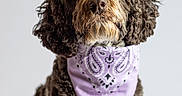 Darla is registered to the contest to win money with this photo: dog, pet, portrait, studio, curly_hair, fluffy, brown, white, bandana, lavender, paisley, sitting, front_facing, close_up, animal, companion, groomed, cute, neutral_background, photography