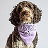 dog, pet, portrait, studio, curly_hair, fluffy, brown, white, bandana, lavender, paisley, sitting, front_facing, close_up, animal, companion, groomed, cute, neutral_background, photography