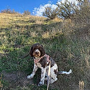 Darla is registered to the contest to win money with this photo: dog, pet, curly_hair, brown_and_white, sitting, harness, leash, outdoors, meadow, grass, field, nature, hiking, trail, blue_sky, clouds, sunlight, shrubs, autumn, animal_portrait