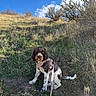 dog, pet, curly_hair, brown_and_white, sitting, harness, leash, outdoors, meadow, grass, field, nature, hiking, trail, blue_sky, clouds, sunlight, shrubs, autumn, animal_portrait