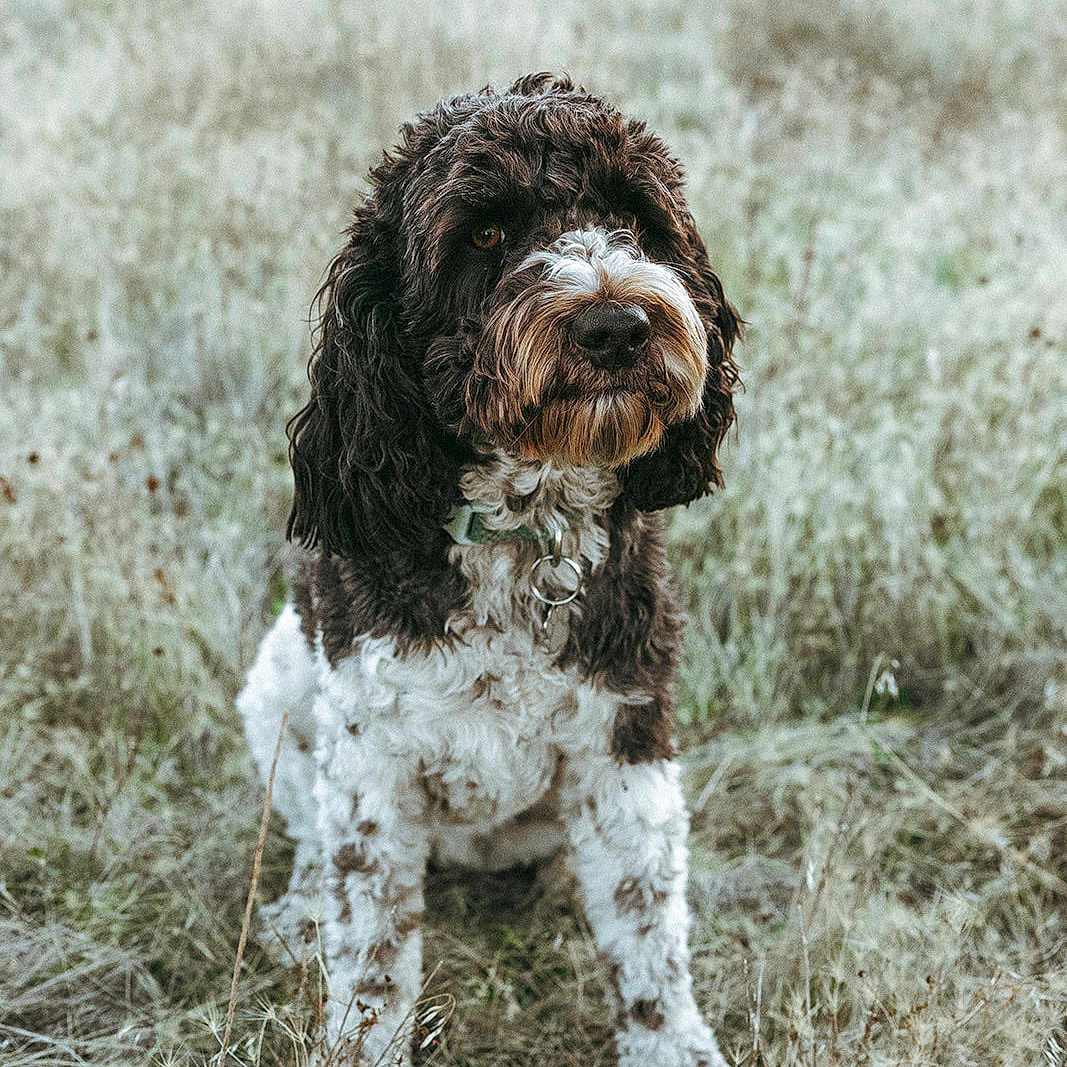 Darla