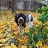 dog, curly_coat, black_and_white, outdoor, backyard, autumn, fall, leaves, garden, plants, wooden_fence, tree, nature, portrait, standing, pet, animal, brown, greenery, daylight